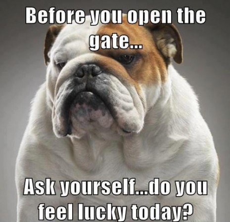 20 Cute And Funny Bulldog Memes