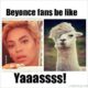 24 Beyonce Memes That Will Make You Stamp Your Feet