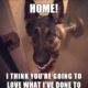 1510236182 438 20 Cute And Funny German Shepherd Memes