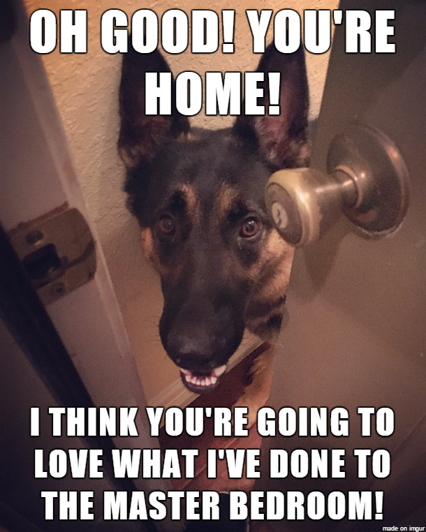 20 Cute and Funny German Shepherd Memes - Word Porn Quotes, Love Quotes,  Life Quotes, Inspirational Quotes