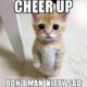 1510324395 102 20 Cute Animal Memes To Cheer You Up