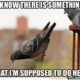 1510850644 614 20 Adorable Bird Memes Thatll Tickle Your Heart