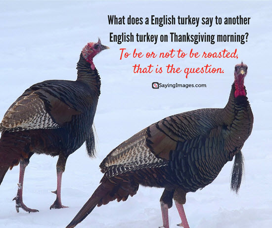 turkey jokes funny