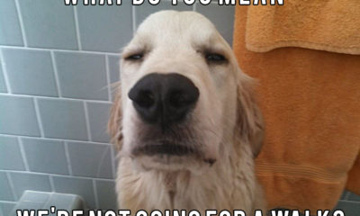 1511313235 308 25 Charming Golden Retriever Memes