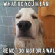 1511313235 308 25 Charming Golden Retriever Memes