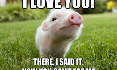 1512373671 506 20 Cute Pig Memes That Will Surely Steal Your Heart