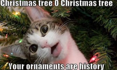 1512778983 101 25 Christmas Memes That Will Surely Make You Excited