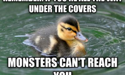 1513966146 738 20 Totally Adorable Duck Memes You Wont Be Able To Resist