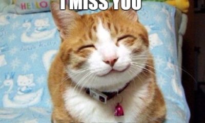 1515559253 607 20 Super Cute Memes That Say I Miss You