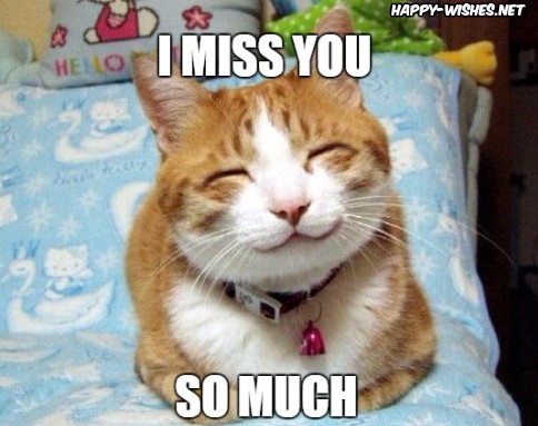 I Miss You Meme 40 Funny Miss You Memes To Share With Your Close