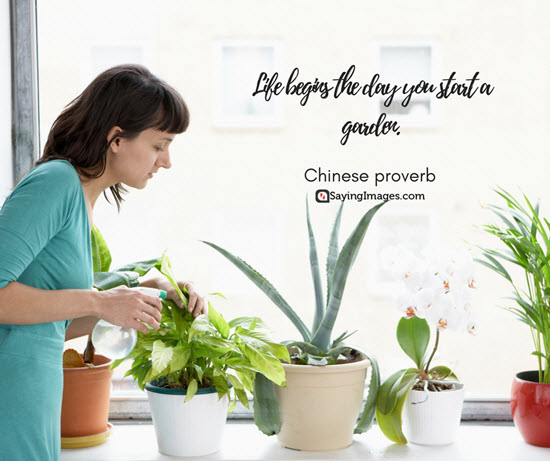chinese proverbs gardening quotes