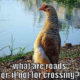 1517386467 838 20 Chicken Memes That Are Surprisingly Funny