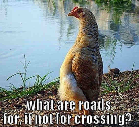 1517386467 838 20 Chicken Memes That Are Surprisingly Funny
