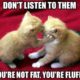 1519574473 782 20 Cute Animal Memes That Will Make You Say Aww