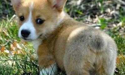 1521708513 773 25 Adorable Puppy Memes Thatll Completely Melt Your Heart