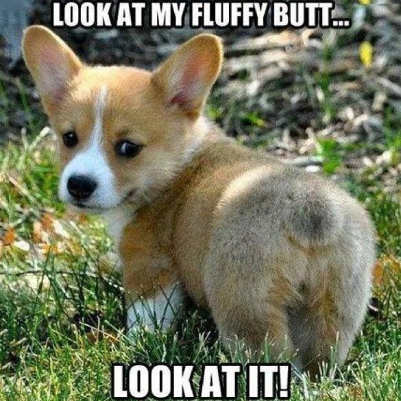 1521708513 773 25 Adorable Puppy Memes Thatll Completely Melt Your Heart