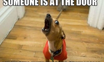 1521826813 989 24 Dachshund Memes That Will Totally Make Your Day