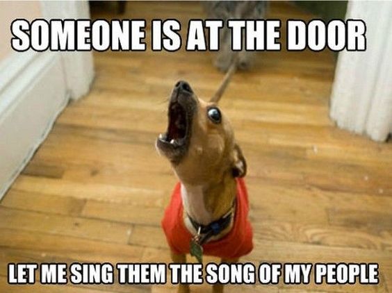 1521826813 989 24 Dachshund Memes That Will Totally Make Your Day