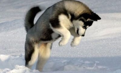 1521871274 228 20 Husky Memes Youll Find Too Cute