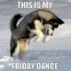 1521871274 228 20 Husky Memes Youll Find Too Cute