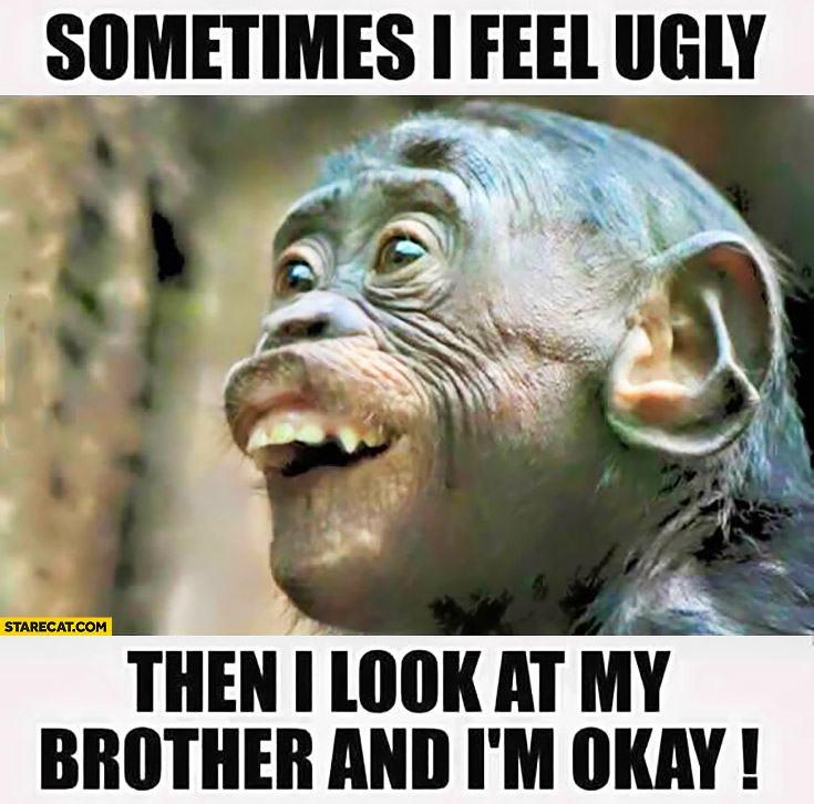 1522214709 189 20 Funny Monkey Memes Youll Totally Fall In Love With
