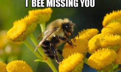 1522274438 10 20 Entertaining Bee Memes You Just Cant Ignore