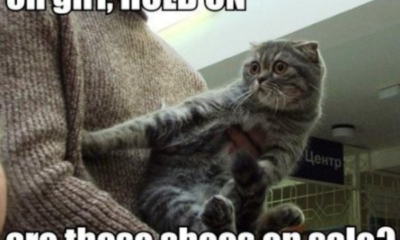 27 Cat Memes That Are Way Too Funny For Words