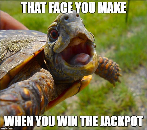 1523657761 519 20 Turtle Memes Thatll Make Your Day Better