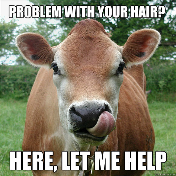 1523716219 445 20 Cow Memes That Are Just Too Cute