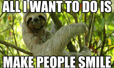 1524230299 604 20 Seriously Hilarious Sloth Memes To Make Your Day Better