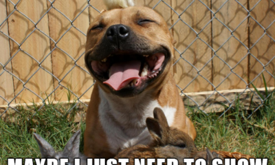 1524580854 825 25 Pit Bull Memes Youll Find Too Cute