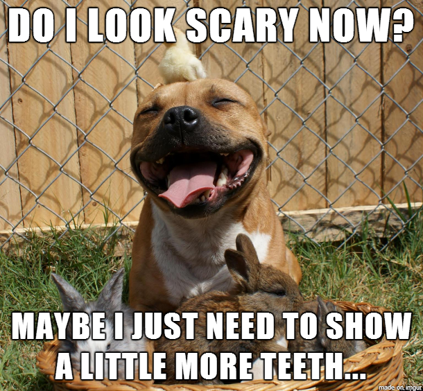 1524580854 825 25 Pit Bull Memes Youll Find Too Cute