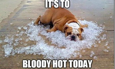 1524624373 860 22 Hot Weather Memes Thatll Help You Cool Down