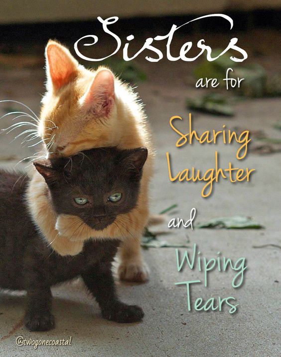 Sister Quotes Laughter Tears