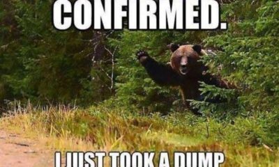 1526894300 589 20 Bear Memes That’ll Get You In A Happy Mood