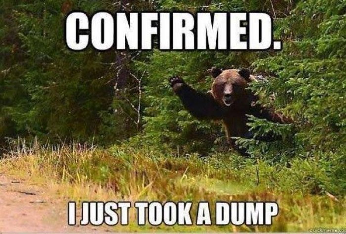 1526894300 589 20 Bear Memes That’ll Get You In A Happy Mood