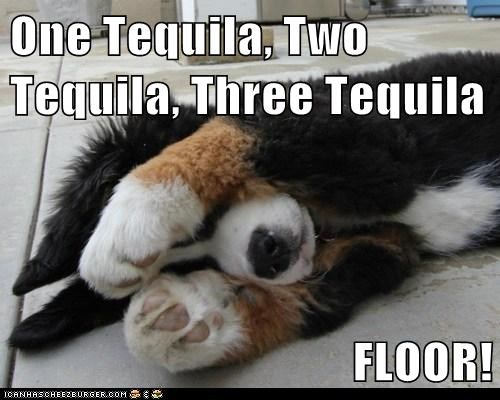 1526952215 137 17 Tequila Memes That’ll Make Your Day
