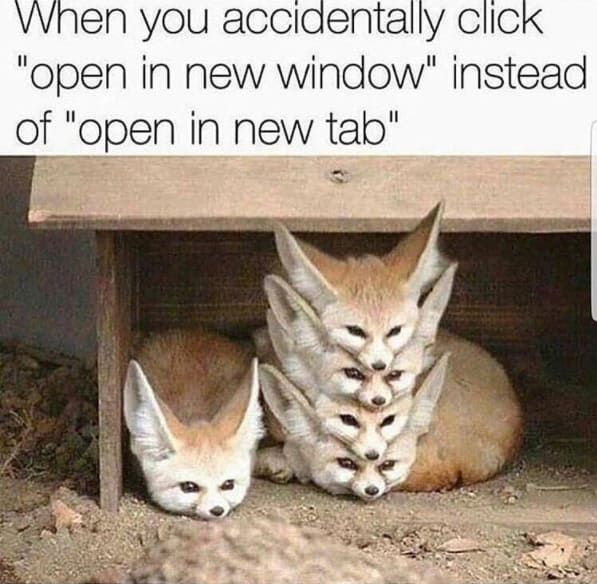 1527169609 178 25 Cute Animal Memes To Start Your Day With A Smile