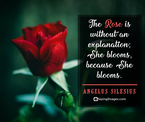 roses angelus silesius quotes