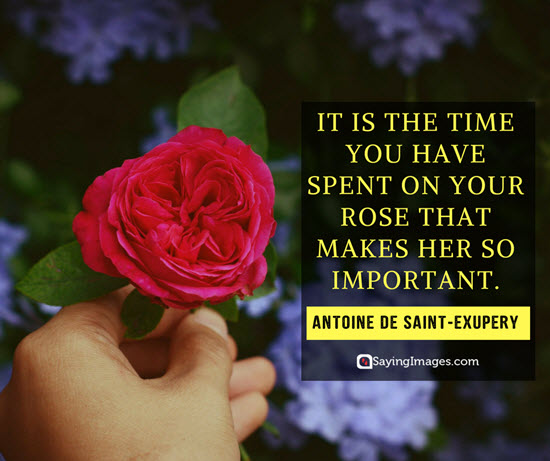 roses antoine de saint exupery quotes