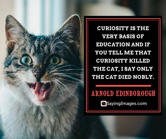 arnold edinborough curiosity quotes