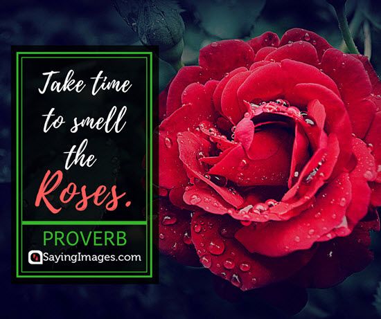 roses proverbs quotes